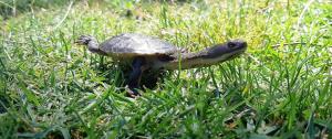 Turtle Tracker Training Night