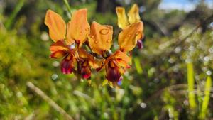 Wildflower Walk-Rehabilitating Roe 8