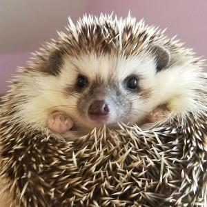 Amazing Animal Ambassadors in Sandwich 10am show