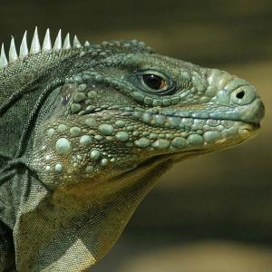 Reptiles Rock! in Sandwich 10am show