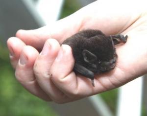 Bat Night Stalk- Roe 8