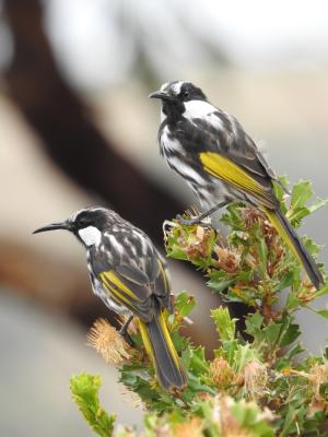 Bird Friendly Backyards
