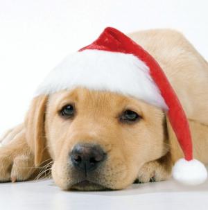 Santa Paws Pet Photography