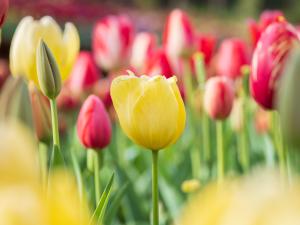 Discovery Outbound - Araluen Tulips