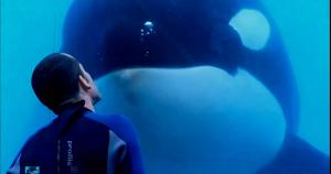 Special Event Screening and Q&A of Blackfish