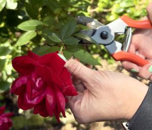Half Day Pruning Workshop