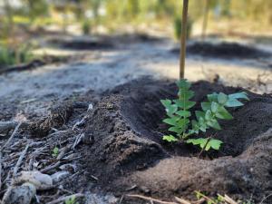 Community Planting Day-Rehabilitating Roe 8