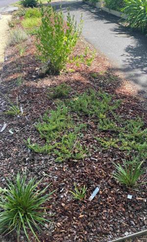 Nature Strip Garden Know-how Tour 