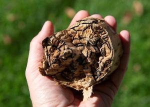 Polyphagous shot-hole borer session - FULLY BOOKED
