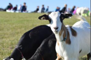 NamastHay Goat Yoga