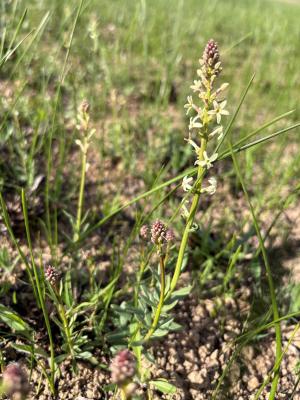 Native Grassland Bus Tour - Geelong Nature Week