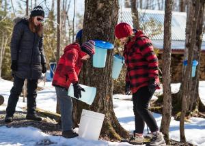 Maple Tree Tapping and Sap Collection Workshop