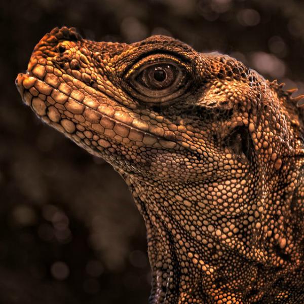 Tickets for Reptiles Rock April 2020 in Brewster from ShowClix