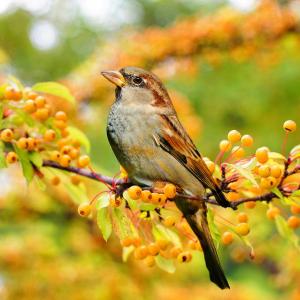 Landscaping for Birds, Bugs and Beyond