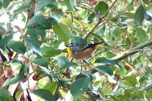 Build Pardalote nest boxes for the Roe 8 corridor