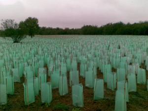 National Tree Planting Day 5th June 2022