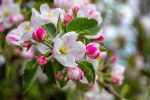 Blossom Hayride and Photo Stroll 