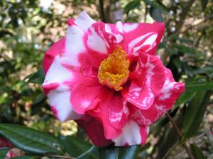 Camellia Tours