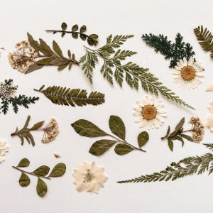 Flower Pressing Workshop | NAIDOC 26