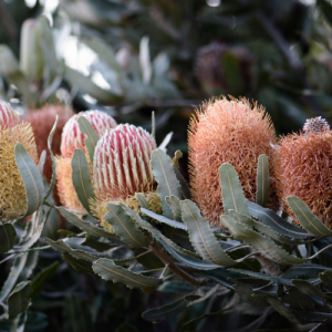 Bush Flower Essence Workshop | NAIDOC 26