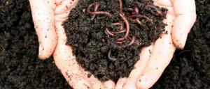 Discovery Session - The Wonderful World of Worms