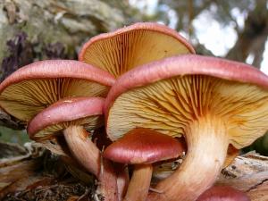 Discovery Session - Fabulous Fungi