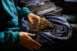 Discovery Session - Quendas of Western Australia