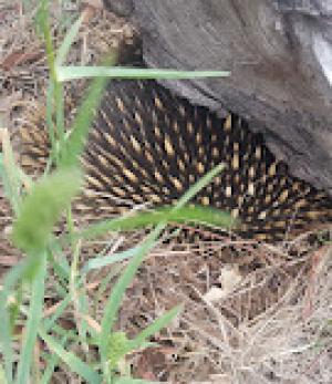 Wild Walkabout – Ocean Grove Nature Reserve