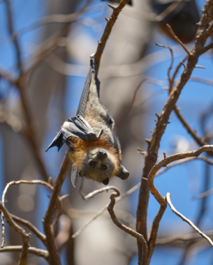 Meet Geelong's Flying-foxes