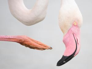 Wildlife Photographer of the Year 61