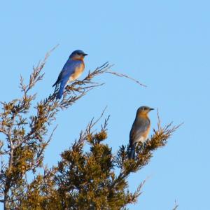 2026 ISP Day Camp - Birding Basics (9-13 YO)