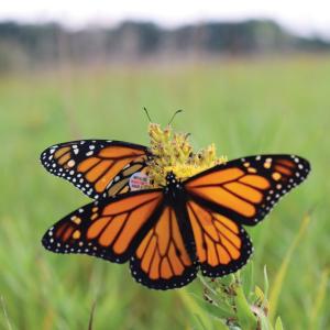 2026 ISP Day Camp - Bug Explorers (7-10 YO)