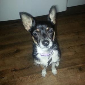 WOOF Dog Rescue