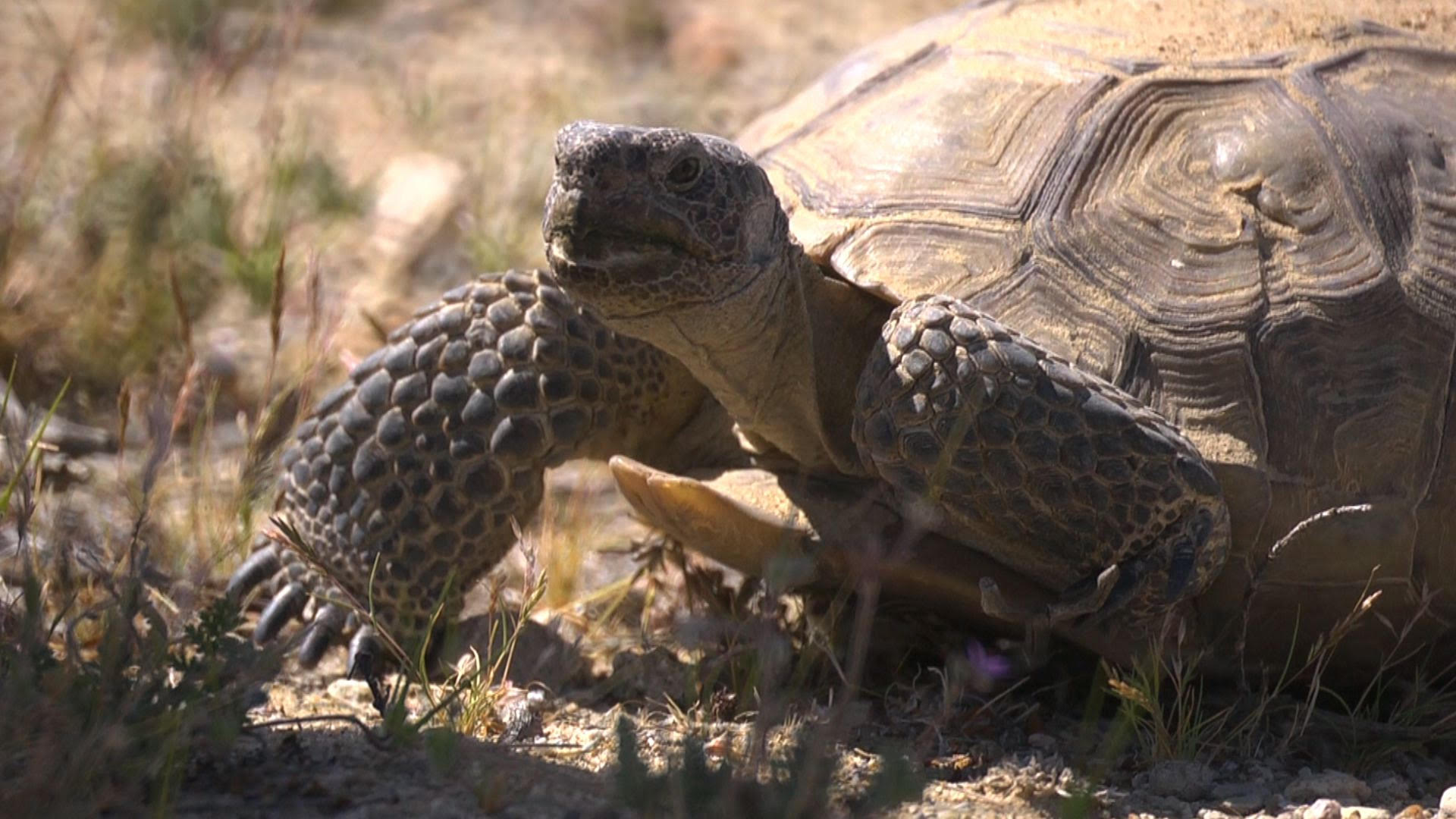 Tickets for NATURE & WILDLIFE SHORT FILMS in Topanga from ShowClix