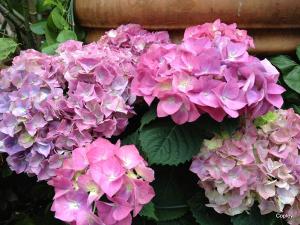 Penzance Point Hydrangea Talk and Tea