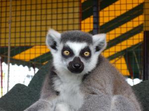 Commerford Fun Fair - West Springfield