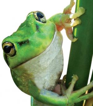 GWAW - Critters Up Close