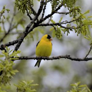 2026 ISP Day Camp - Beginning Birders (7-10 YO)