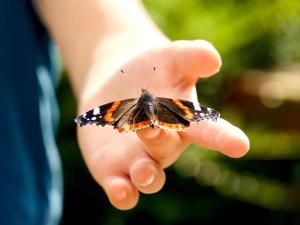 Butterfly Release