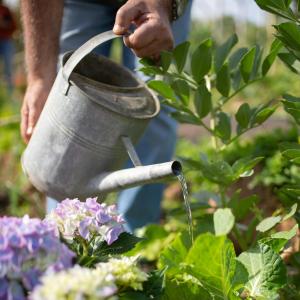 Discovery Session - The Occasional Gardener