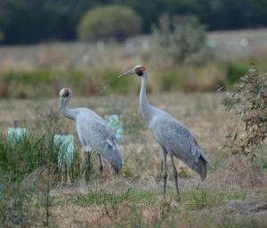 Sparrovale Nature Walk