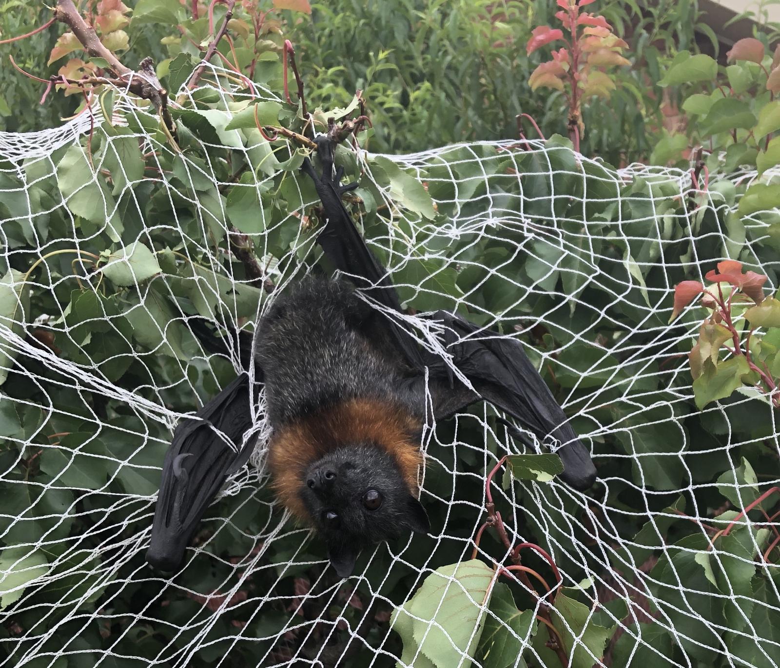 Grey-headed Flying-fox tangled in netting