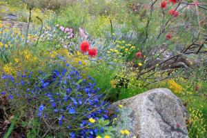 Healthy soils for waterwise gardening