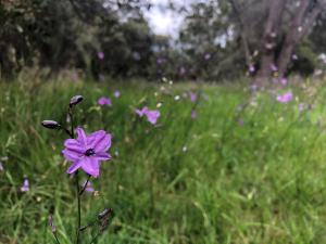 Wildflower Wandering St Leonards - Nature Week