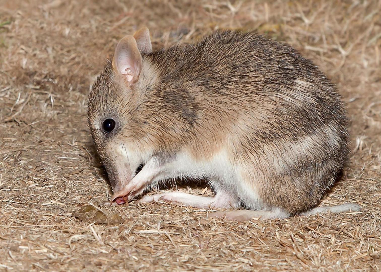 Mt Rothwel Tickets for Spotlight on Threatened Species - Mt Rothwell in Little ...