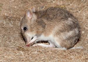 Spotlight on Threatened Species - Mt Rothwell 